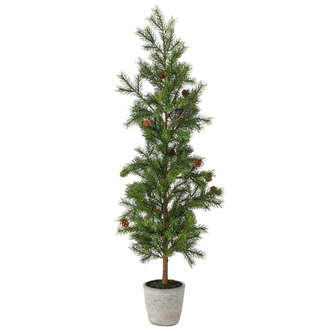 36" Pencil Princess Pine Tree In A Cement Pot 3 36" Pencil Princess Pine Tree In A Cement Pot
